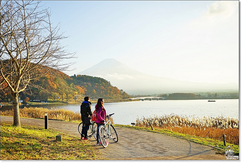 『日本。山梨縣』 富士山河口湖 單車環湖追富士山賞秋楓/不動茶屋/河口湖木之花美術館（達洋猫美術館）｜2016.1120-1127東京賞楓/銀杏/冬雪/聖誕燈海/河口湖/輕井澤/八天七夜之旅 @Mika出走美食日誌