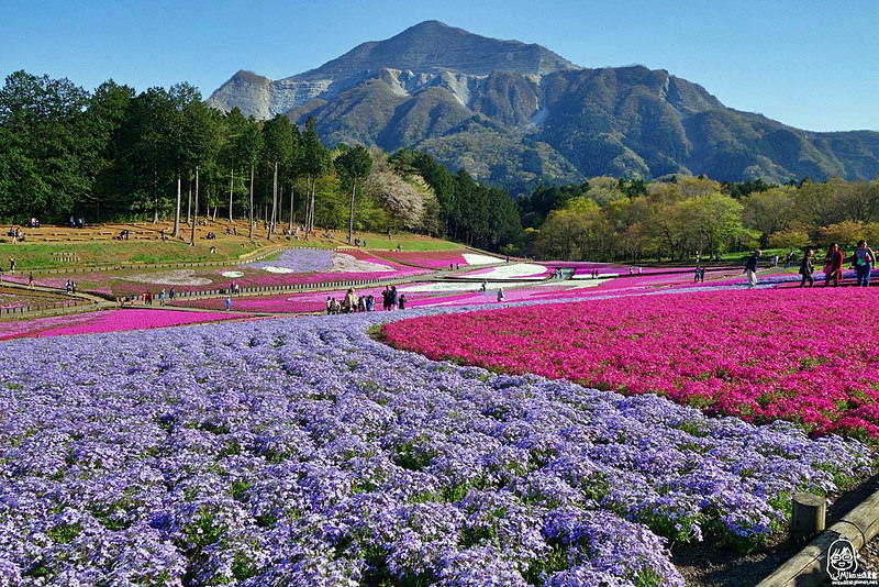 延伸閱讀：『日本。崎玉』 秩父 芝桜の丘（羊山公園）芝櫻花季-2017年羊山公園芝櫻祭於4/14-5/7日舉行，這是關東地區最大的芝櫻公園，武甲山相襯的繽紛芝櫻拼花地毯，爭奇鬥艷 美不勝收。｜2016年04/14～04/19東京自助六天五夜自助行。