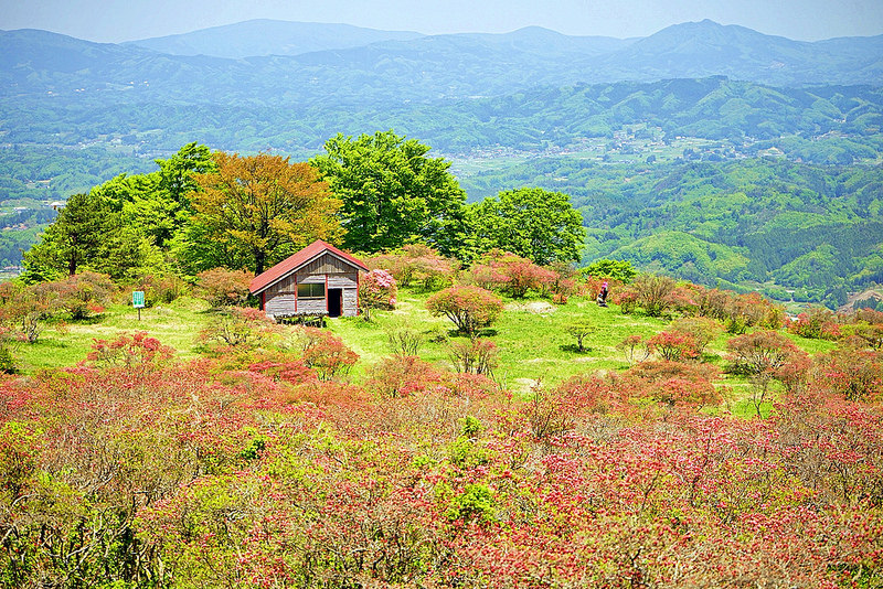 高柴山杜鵑花的美，亂中有序（2）