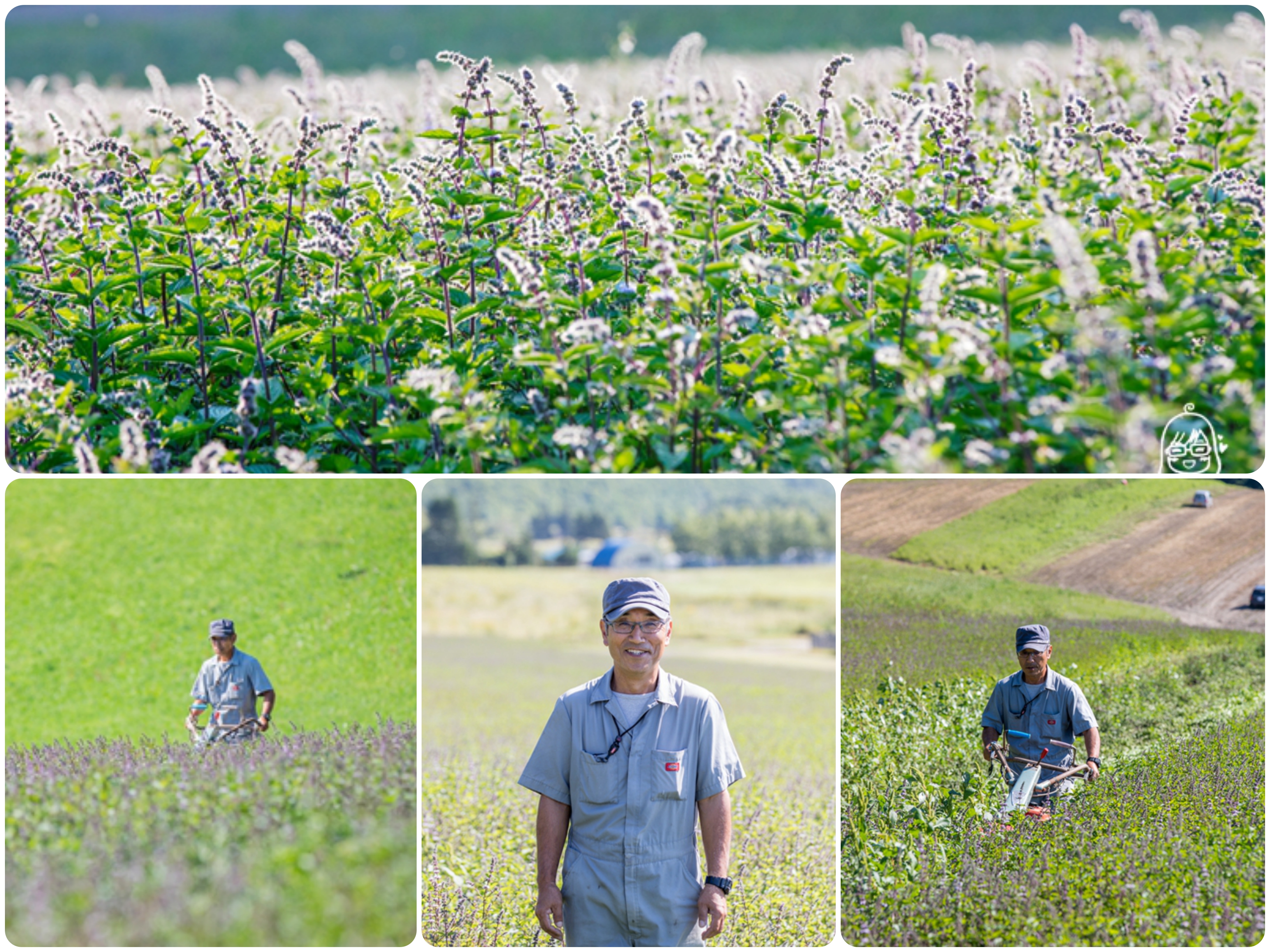 『北海道。札幌』 Natural Island 北海道在地天然素材保養品｜夏季防蚊防曬薄荷系列，來自萃取北海道在地的薰衣草、日本薄荷、金盞花的精髓，散發出自然的香氣，是日本很受歡迎 溫和天然 清新舒爽的保養品牌。