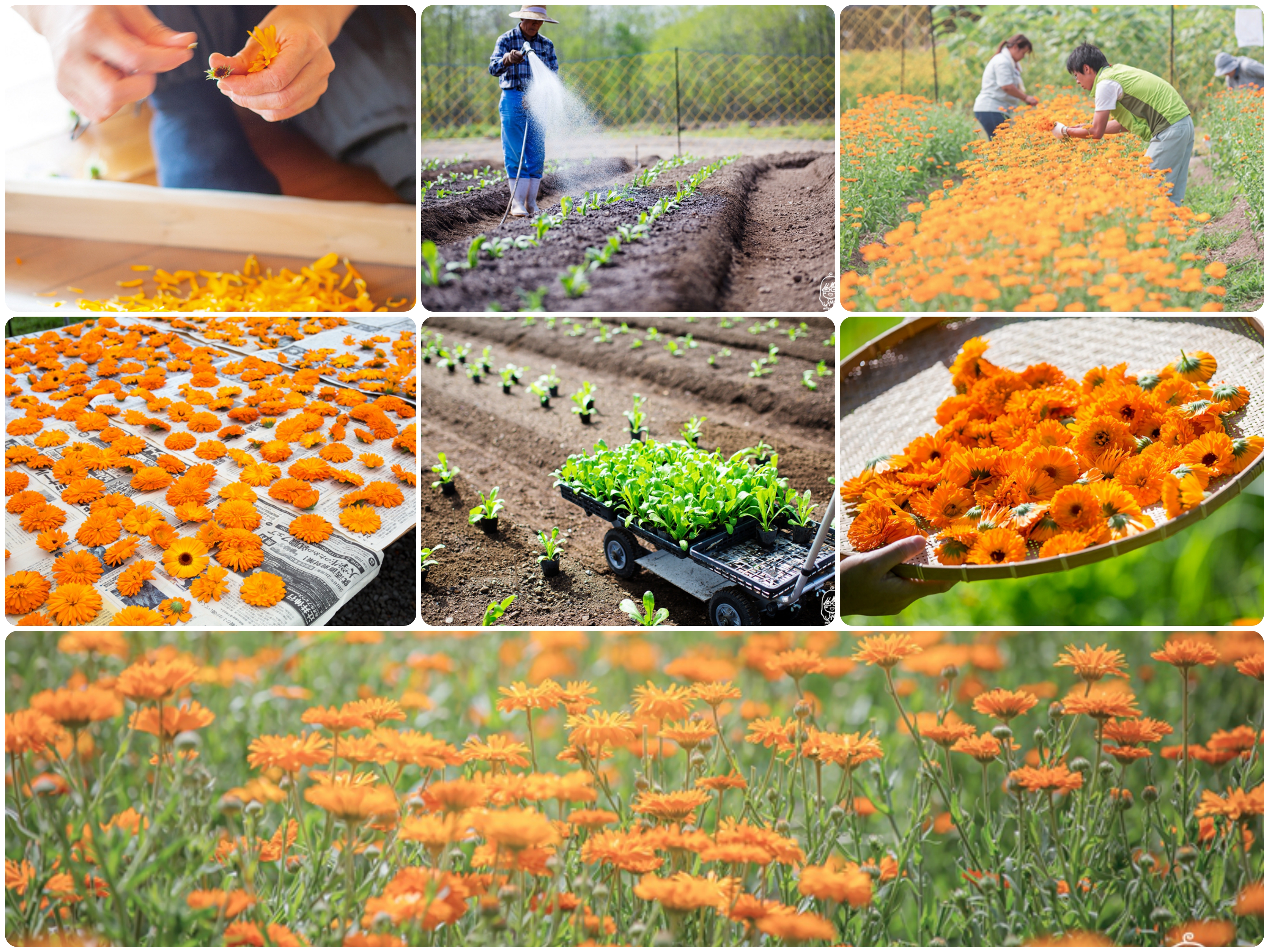 『北海道。札幌』 Natural Island 北海道在地天然素材保養品｜夏季防蚊防曬薄荷系列，來自萃取北海道在地的薰衣草、日本薄荷、金盞花的精髓，散發出自然的香氣，是日本很受歡迎 溫和天然 清新舒爽的保養品牌。